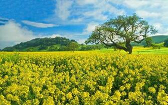 Field Of Flowers Wallpaper HD 1080p Desktop