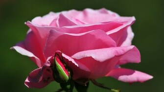 Roses Wallpaper Flowers Desktops