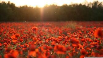 Poppies Meadow Wallpaper Wallpoper