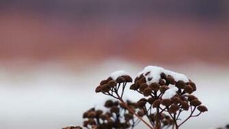 Ice Tree Romantic Season Full HD Nature Wallpaper For Laptop