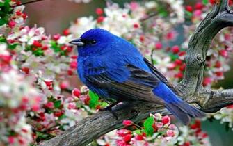 Bluebird Wallpaper HD And