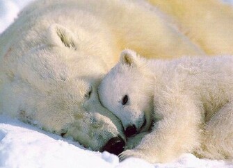 Baby Animal Wallpaper