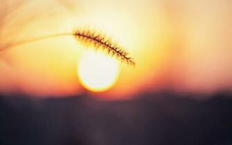 Sun Wallpaper X