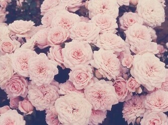 Flowers Pastel Pretty Roses Image On Favim
