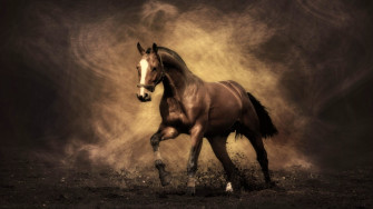 Horses Wallpaper