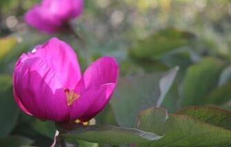 Wallpaper Flower Peony Spring Bokeh Pink Macro