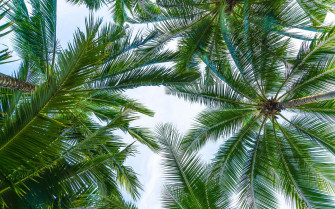 Tropical Leaves Desktop Wallpaper