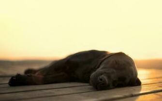Amazing Sleeping Dog Wallpaper Px
