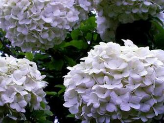Hydrangea Wallpaper Background
