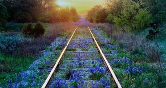 Bing Fotos Texas Bluebonnets On Railroad Tracks Jeremy