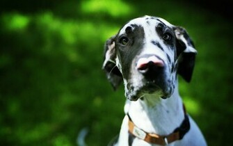 Wallpaper Dog Great Dane German Mastiff Danish Hound Harlequin