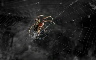 Spider Web Background