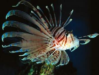 Ocean Life Fish HD Wallpaper W10 Background