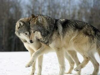 Wallpaper Wolf Pictures