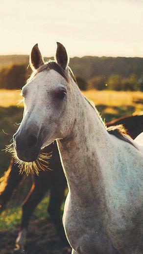 Ios7 All The Wild Horses Parallax HD iPhone iPad Wallpaper
