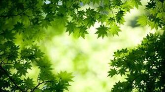 Nature Green Color HD Wallpaper Good For Your Eyes Edmdroid