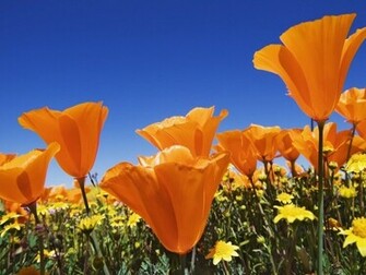 Flower Field Wallpaper In Flowers Plants With All