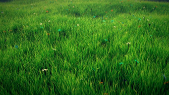 Grass HD Wallpaper Background Image Id