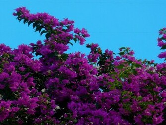 Wallpaper Fleur Bougainvillier Nature Jpg