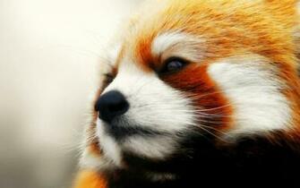 Wallpaper Red Panda Desktop And Photos