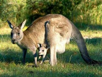 Baby Kangaroo Pictures HD Wallpaper And