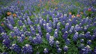Texas Bluebonnet Flowers Wallpaper Desktop