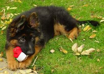 Christmas German Shepherd Pictures Dog
