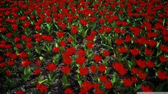 Go Back Pix For Red Tulips Wallpaper