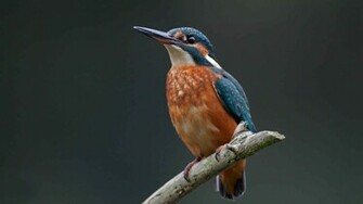 Common Kingfisher HD 1080p Wallpaper Source