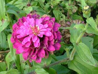 To Full Resolution Voilet Flower Bud Photo Of Charge