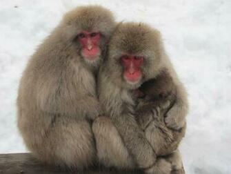 Japanese Macaque Wallpaper X Net