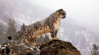 Snow Leopard Wallpaper HD Pictures One