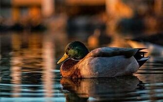 Mallard Duck Wallpaper Desktop Image Of