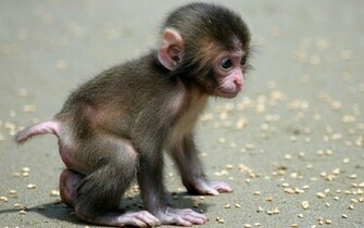 Baby Picture HD Wallpaper Of Animal Animals