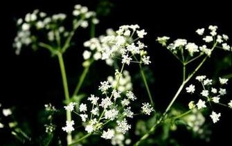 Nature Flowers Macro Wallpaper