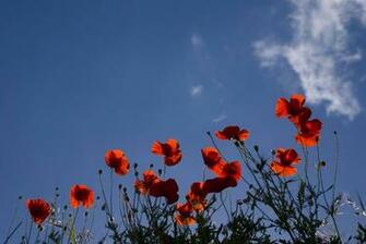 Remembrance Day Wallpaper