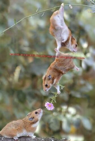 Beautiful Wallpaper Top Cutest Animals Ever