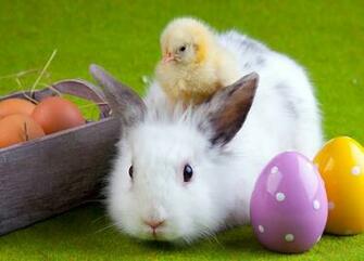 Bunnies Chicks Ducks For Easter Do Not Buy Or This