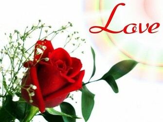 Love Red Rose Flower Wallpaper Black Cat Wid