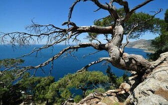 Desktop Wallpaper Picture X A Pine Tree