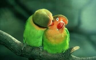 Vocabulary And Idioms Quot Bird From Voice Of America