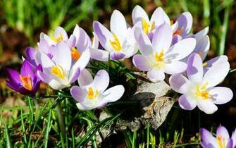 New Spring Flowers Wallpaper