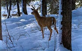 Wallpaper Winter Forest Snow Deer Desktop