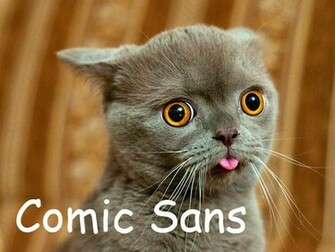 Lolcats HD Wallpaper