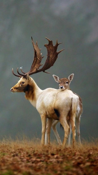 Animal iPhone Wallpaper