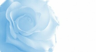 Blue Rose Background By Aquabluejay