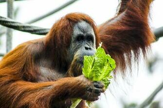 Photography Of Chimpanzee Stock Photo Image Wallpaper HD