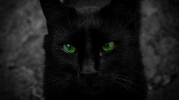 Green Eyed Black Cat HD Wallpaper Background Image