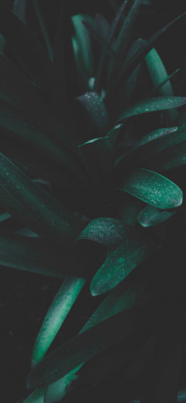 Plants iPhone Wallpaper
