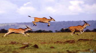 African Animals Wallpaper